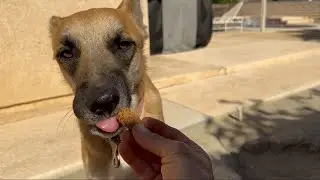 Young Stray Shepherd Scores Forever Home
