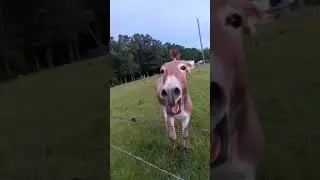The loudest donkey ever? [SOUND ON] 🔊 #shorts #donkey #donkeysound