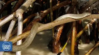 Life in the Mangrove Forest of cuba
