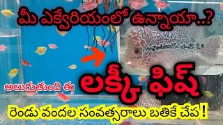 Aquarium Shop in Guntur