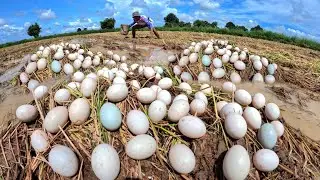 WOW !Even better, the skilled farmers picked a lot of duck eggs in the field with their lucky hands.