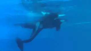 July 2011, Whales mating at Marineland - File #122