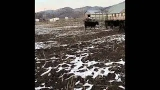 33 Cedar selling at Wyo stockdog sale