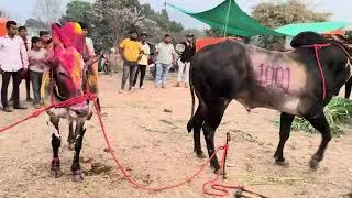 Finally मथुर भुंगा एकत्र 