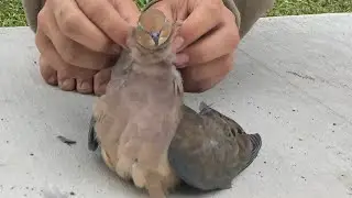 Dove clean and cook