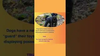Dogs have a natural instinct to 