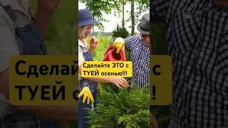Осенние секреты ПЫШНОЙ ТУИ