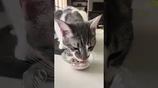 This is how you should drink your Boba Tea!😸😽