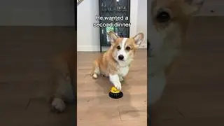 When dogs want a second dinner