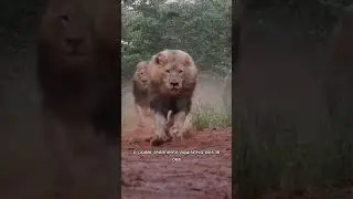 O LE&Atilde;O N&Atilde;O &Eacute; O REI DA SELVA | wildboppre #shorts