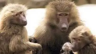 25 Most Intelligent Animals On Earth