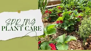 The Essential Spring Routine for Perennial Plants