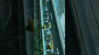 4k anime rain Runaway by aurora #anime #rain #animerain #aestheic