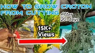 क्रोटोन को कटिंग से ग्रो करने का सबसे आसान तरीका// Croton ki cutting kaise lagaen! #gardening