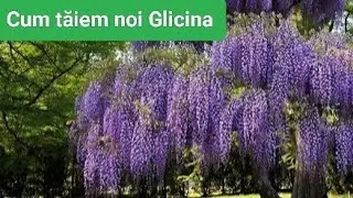 Tăierea glicinei: Trucuri și tehnici