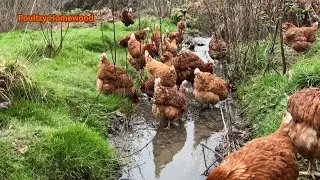 Free Range Chickens Drinking Fresh Stream Water. 🌿Peaceful Homestead Life / Relax & Enjoy. 🐔❤️