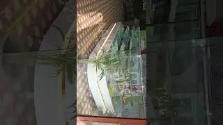 Curved Glass Sweet Display Counter Best L shape Sweet Display Counter #bihar #siwan #displaycounter