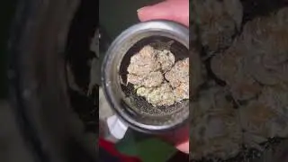 Smoking on some purple urkle #fire #smokingblunts #thc #explorepage #explore #munchies