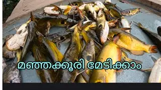 മഞ്ഞക്കൂരി മേടിക്കാം | FISHINGVLOG | #reallife #realfishing 