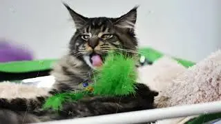 Playful maine coon cat licking a green feather toy