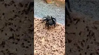Spider #nature #travel #conservation #wildlife #insects
