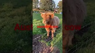 says mashAllah khobsorat janwar pk mojod#cow #1000subscriber #youtubeshorts #viralvideo