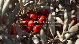 Oleaster (Autumn Olive / Silverberry): Nature&rsquo;s Tart Red Superberry