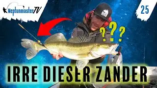 Angeln auf Zander mit Köderfisch - Irre! Er frisst zwei Köder auf einmal - Zanderangeln mit Pose #25
