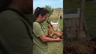 The Fighting Cock from Negros Farm #shorts
