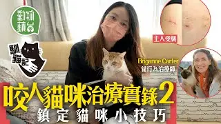 貓咪咬人｜治療師傳授鎮定惡貓入籠小技巧 教你從身體語言分辨貪玩定有攻擊性 #馴貓記 #動物蘋台─果籽 香港 Apple Daily─原刊日期：20210110