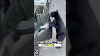 This bear is a thief! #animals