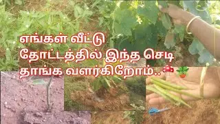 என் வீட்டு தோட்டம்