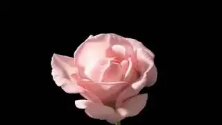 Chroma key flower