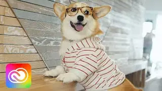 Internet-Famous Pets | Adobe Creative Cloud