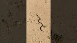 blind snake🐍#snake #rare #animals #shorts #youtubeshorts #trending