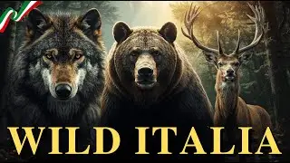 WILD ITALIA! ANIMALI SELVAGGI IN AZIONE NEI BOSCHI ITALIANI! LUPI, ORSI E CERVI