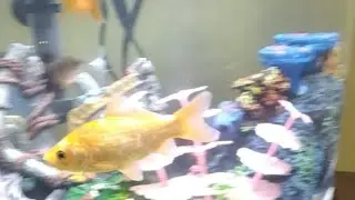 like and subscribe and chat. goldfish/fancy/Dalmatian Molly's/ tetras