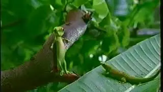 Geico Gecko Tries to Recruit a Lizard Commercial Mid 2000s