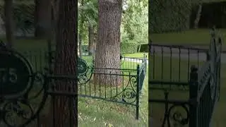 i Харків парк Шевченка Дуб 1775 рік Kharkiv Shevchenko Park Oak 1775 31072025