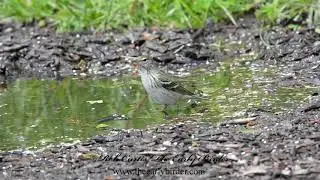 BLACKPOLL WARBLER female bathing.  Setophaga striata
