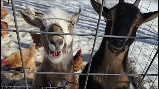 Watch my husband sled. #chicken #farmlife #happy #subscribers 