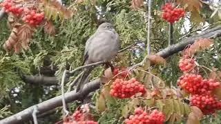 Solitaire de Townsend - Myadestes townsendi - Townsend's Solitaire