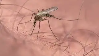 Bug Wisdom - Mosquitoes