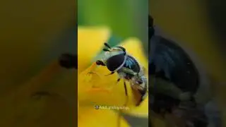 Realme 9 Pro+ Photography Tips and tricks | Micro Camera Quality Check #shorts