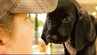 Austin Pets Alive: A Call to Action
