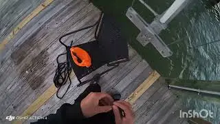 SHEEPHEAD fishing PRIVATE docks | live fiddler crabs