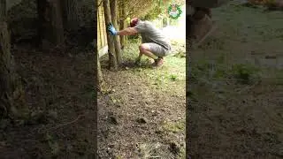 Mountain Garden Rescue Begins! #garden #gardening #transformation