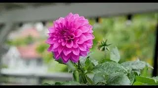 Canon R5C first video test 4K DCI CLOG3