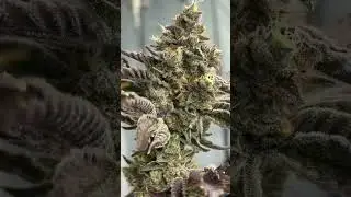 Tester from Umami (901a) grown in the @acinfinity CO2 room with @cronknutrients (Puur Organics)
