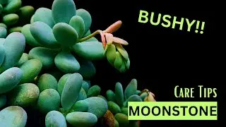 How to Grow a Thriving Moonstone Succulent: Tips and Tricks